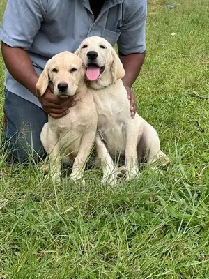 Labrador