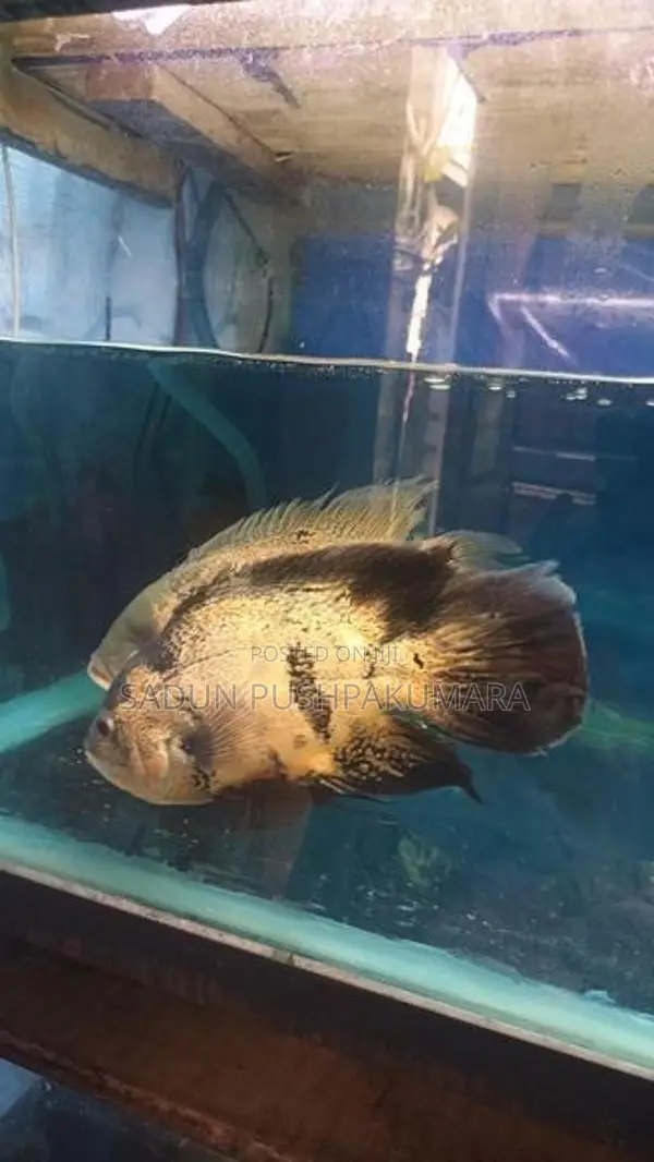 Oscar Fish