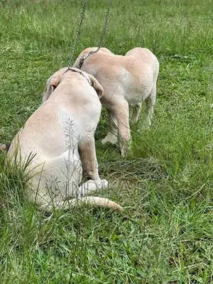 Labrador