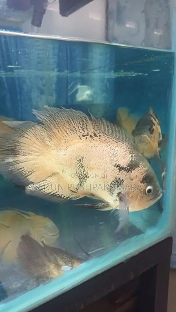 Oscar Fish