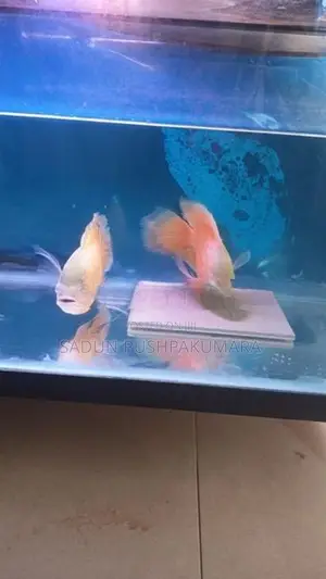 Oscar Fish