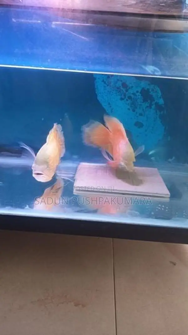 Oscar Fish