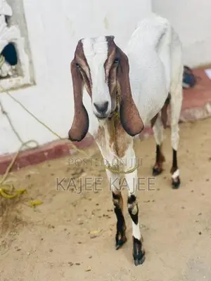 Farm Goat