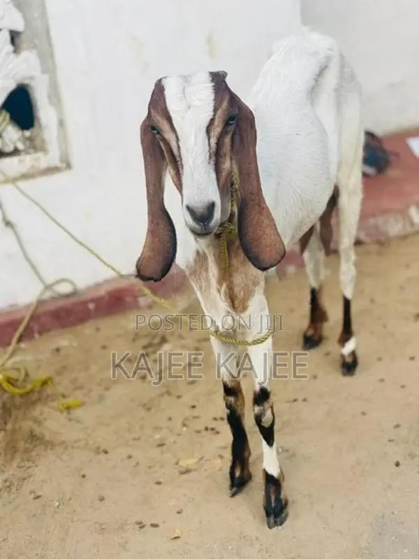 Farm Goat
