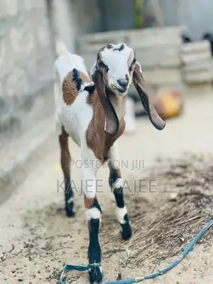 Farm Goat