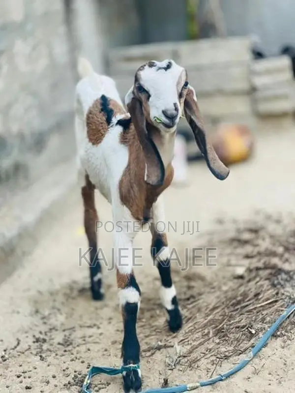 Farm Goat