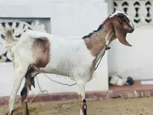Farm Goat