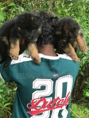 German Shepherd Puppies