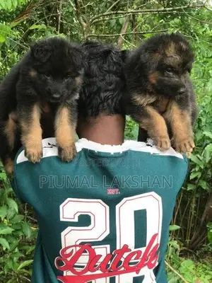 German Shepherd Puppies