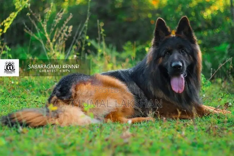 German Shepherd Puppies
