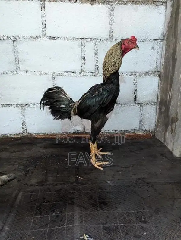Aseel Hen
