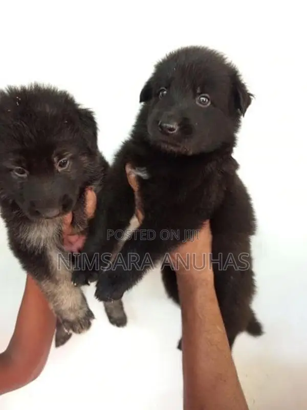 German Shepherd Puppy
