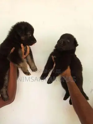 German Shepherd Puppy