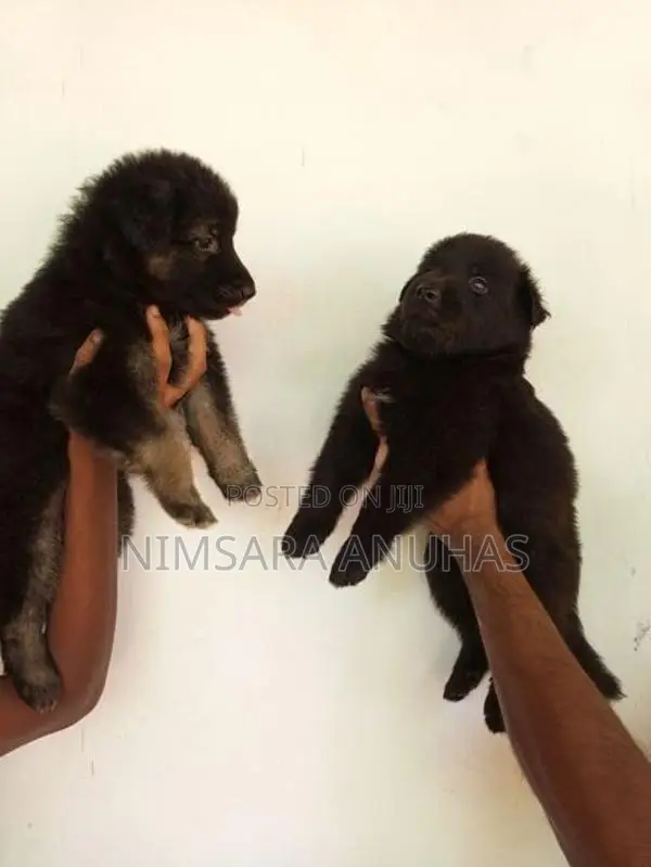 German Shepherd Puppy