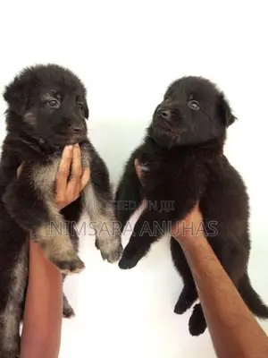 German Shepherd Puppy