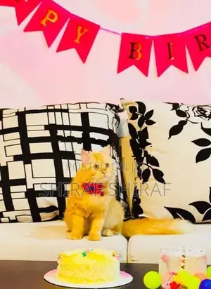 Persian Cat