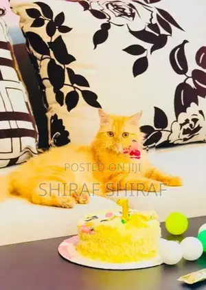 Persian Cat