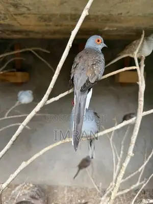 Diamond Dove Bird