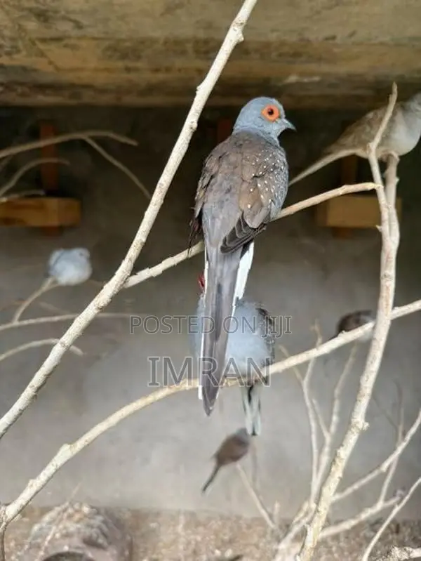 Diamond Dove Bird