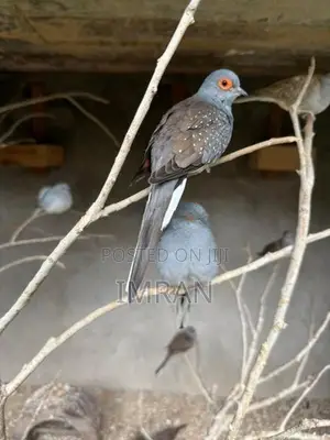 Diamond Dove Bird