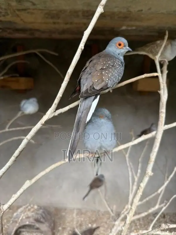 Diamond Dove Bird