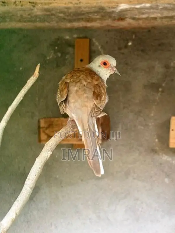 Diamond Dove Bird