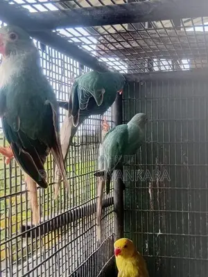 Ringneck Birds