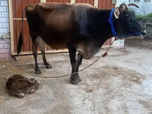 Farm Cows