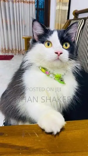 Persian cat