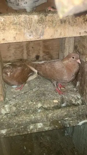 Pigeons