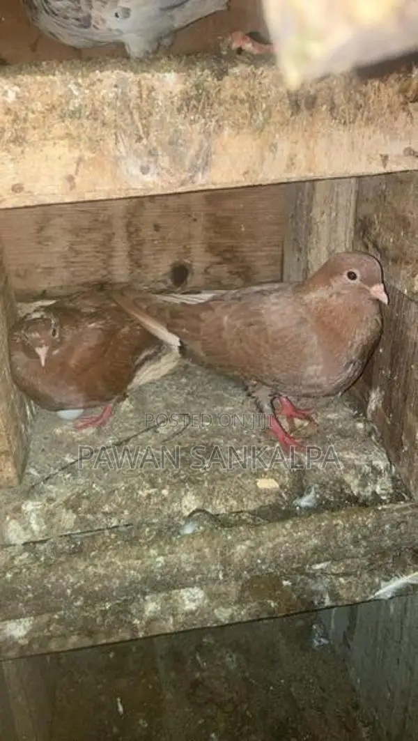 Pigeons