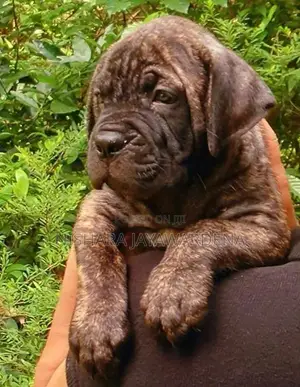 Cane Corso Puppies