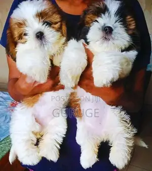 Shih tzu puppy