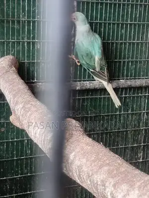 Ringneck Birds