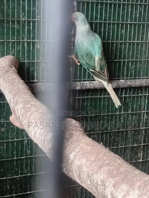 Ringneck Birds