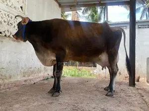Farm Cows