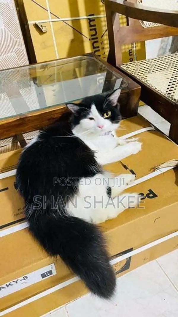 Persian cat