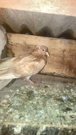 Pigeons