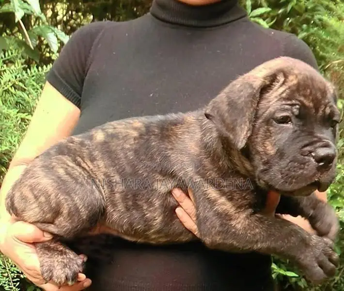 Cane Corso Puppies