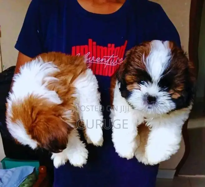 Shih tzu puppy