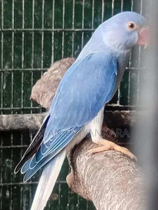 Ringneck Birds