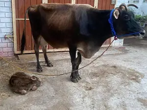Farm Cows
