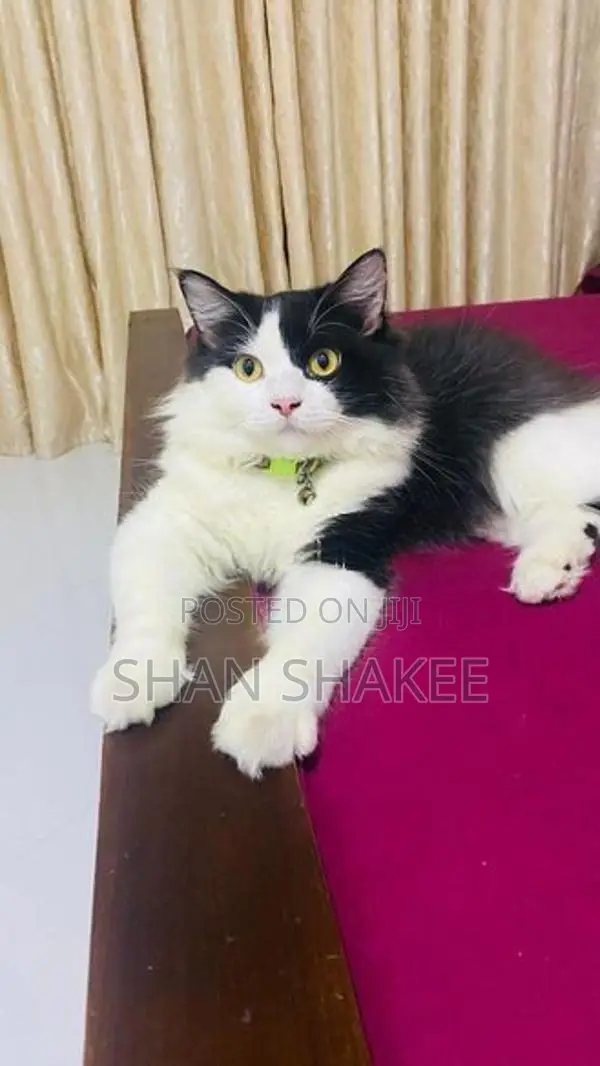 Persian cat