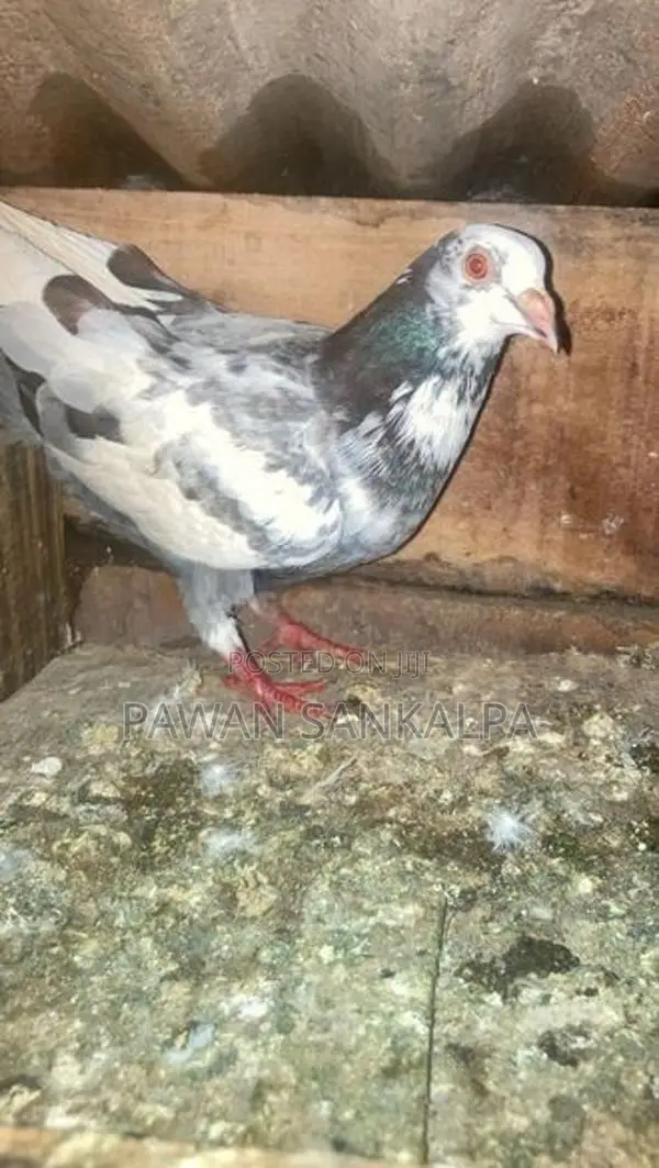 Pigeons