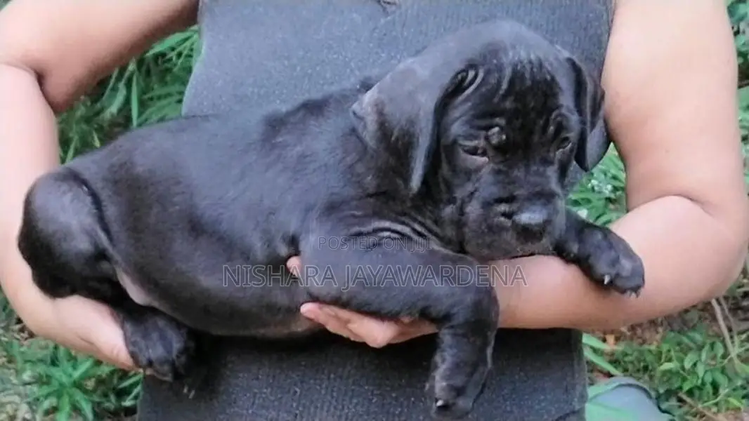 Cane Corso Puppies