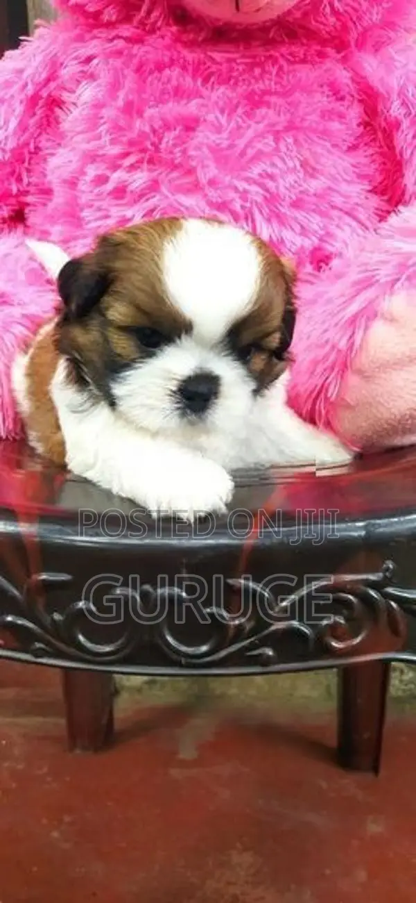 Shih tzu puppy