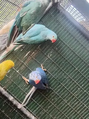 Ringneck Birds