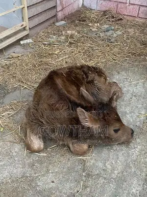Farm Cows