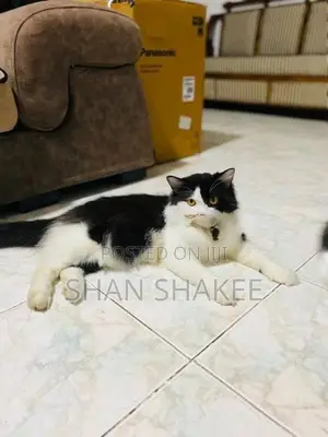 Persian cat