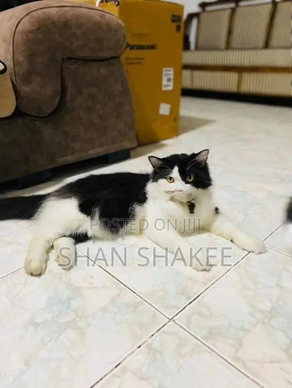 Persian cat
